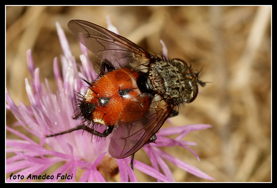 Tachinidae delle Madonie Peleteria rubescens (Tachinidae).